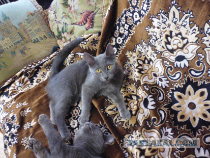 Котовторник 7.10.2014