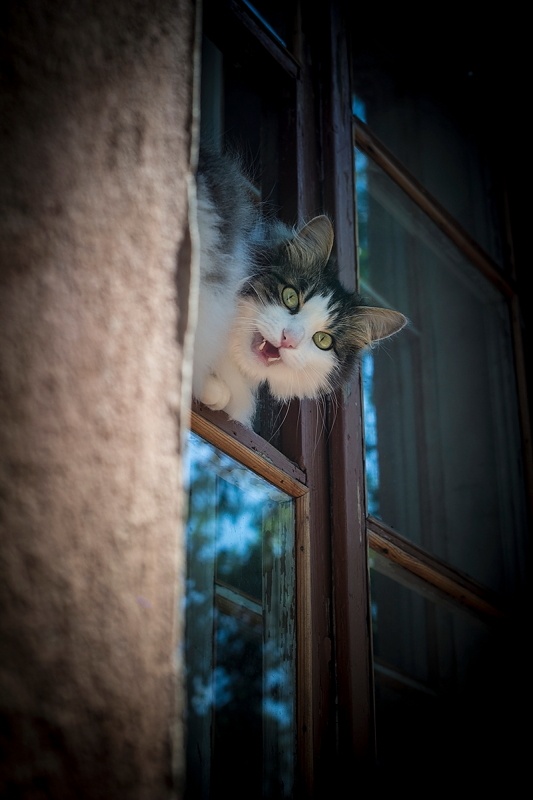 Котовторник 21.10.2014