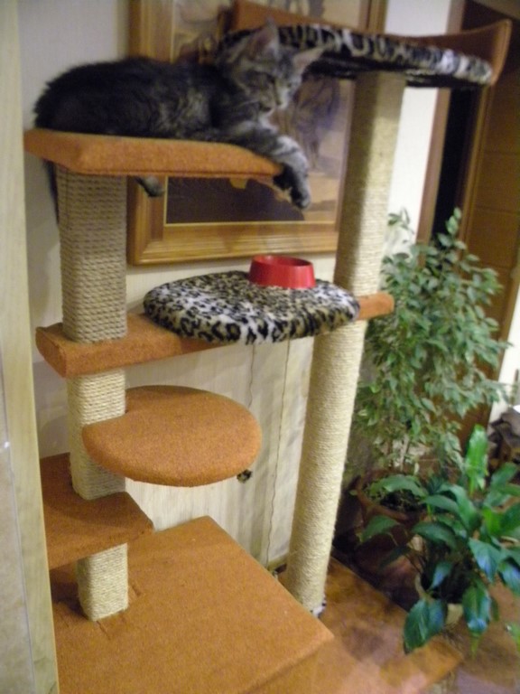 Котовторник