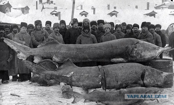 Джуутку-наен – кошмар севера