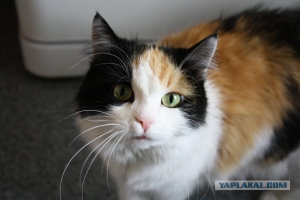 Котовторник 29-09-2015,