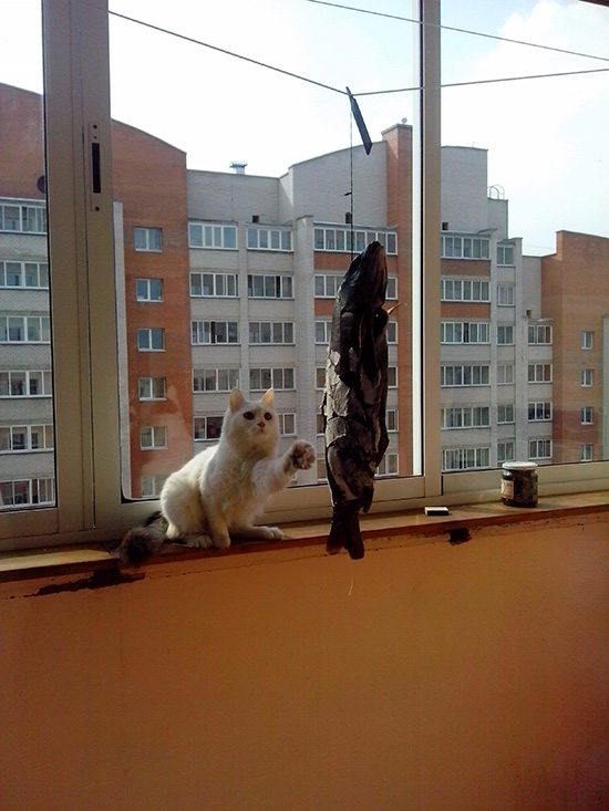 Котовторник  01.03.2016