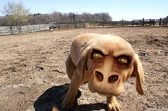 Злые дни. Злые дни. Злые дни. Белый пушистый монстрик. Злые дни.