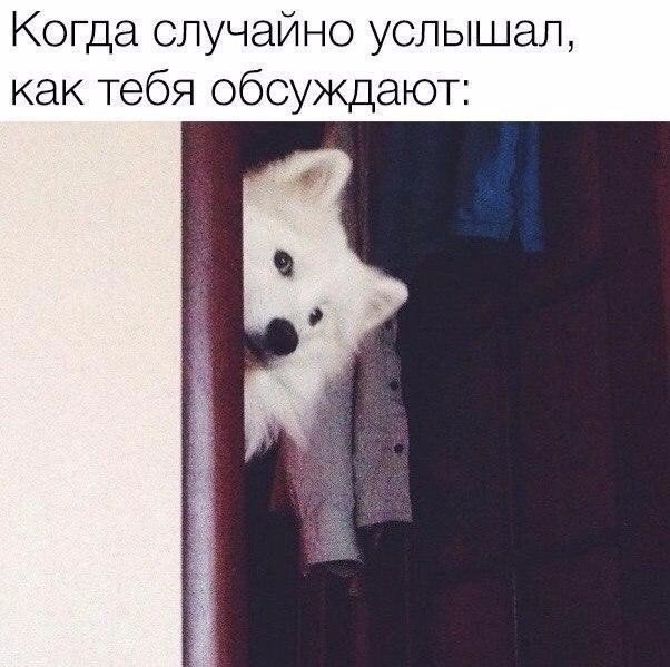 Мохнатые беспредельщики