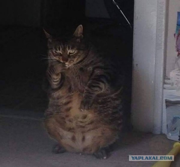 Небольшой микс картинок и гифок