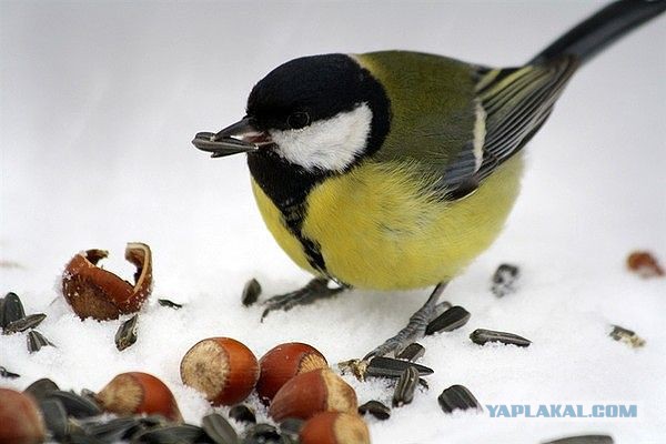 Где обедал, воробей? (и другие птички)