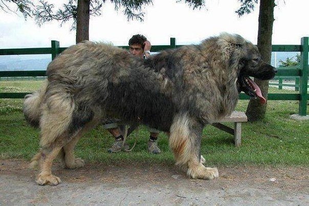 Прикольные животные