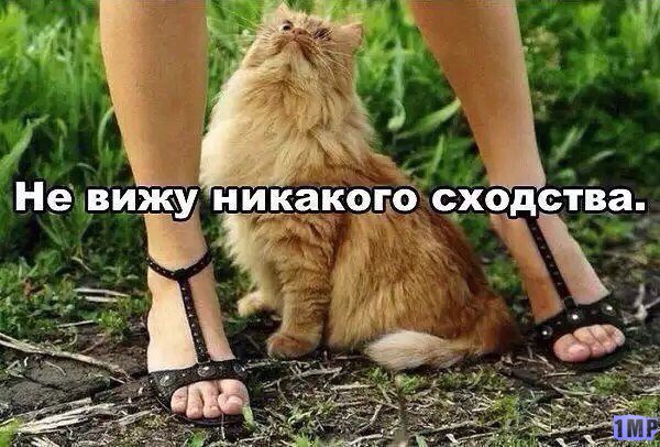 Мой зевающий кот
