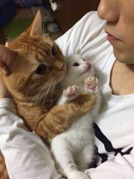 Коты из сети
