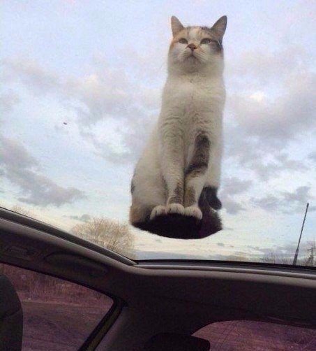 Коты и Кошки