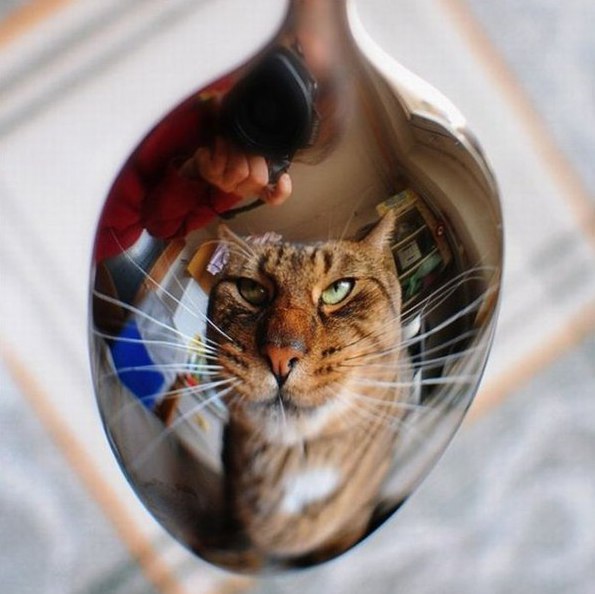 Коты и Кошки