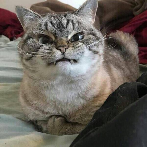 Коты и Кошки