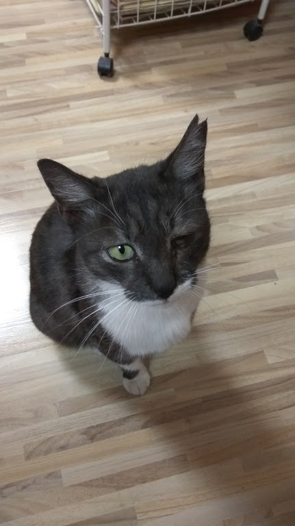 Котовторник 07.11.2017