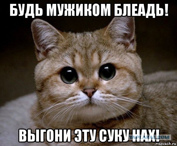 Новая жена требует выкинуть кота