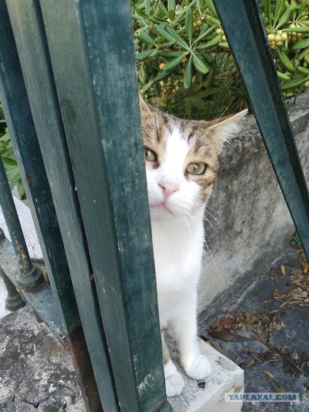 Котовторник 12.12.2017