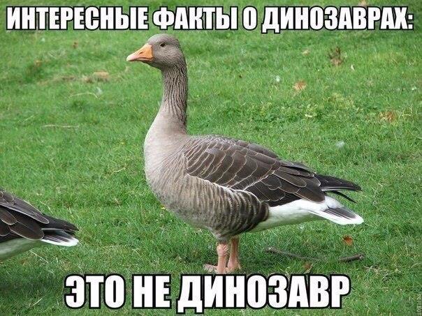 Ударная доза тупежа и деградации