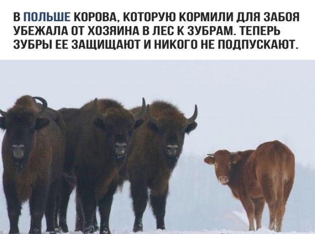 Подборка интересных и веселых картинок