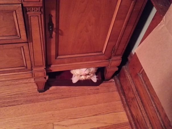 Прикольных котов пост