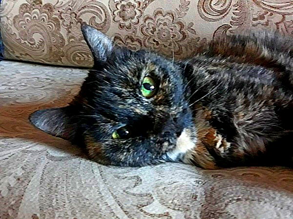 Котовторник 19.06.2018