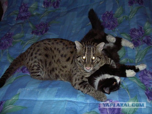 Котовторник на ЯПлакалъ (03.06), котята (31 шт)