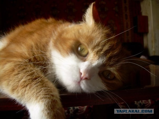 Рыжий котовторник на ЯПлакал!, Смотрим  и добавляем!