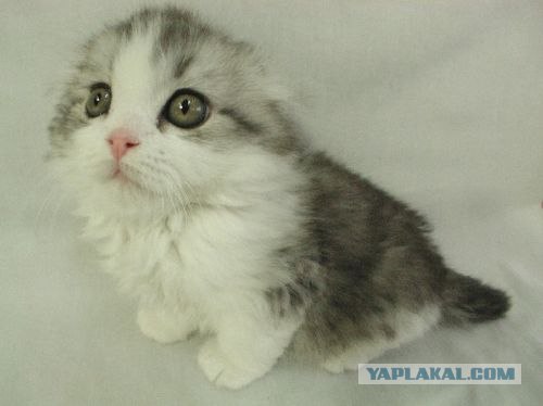 Котовторник на вторник, Котовторник