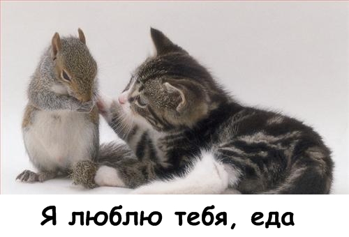 Lolcats - котовторник 33 лолокота!