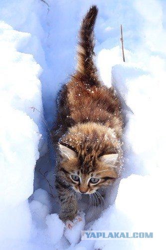 Котовторник: начало
