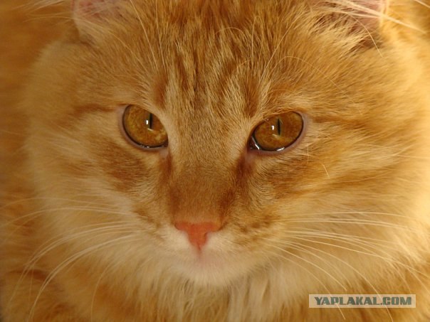 Котовторник