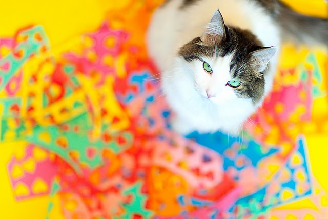 Котовторник на 6 июля