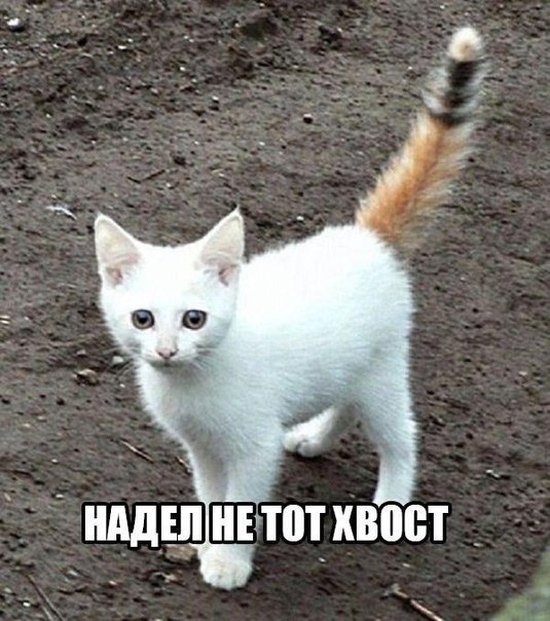 Немного милоты