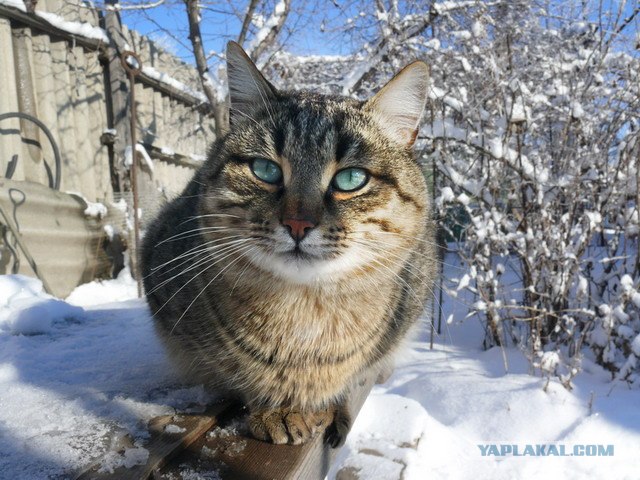 Коты, кошки и котята