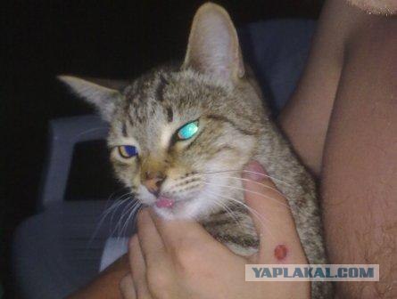 Котейкин вторник! Космический 12.04!