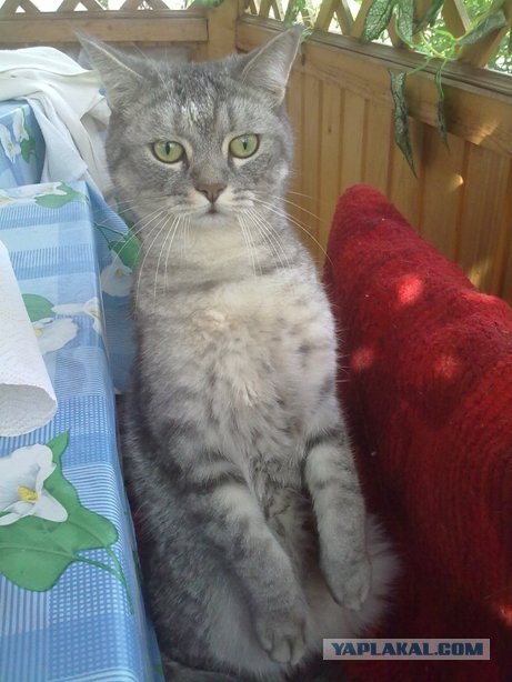 Котовторник с Кузей