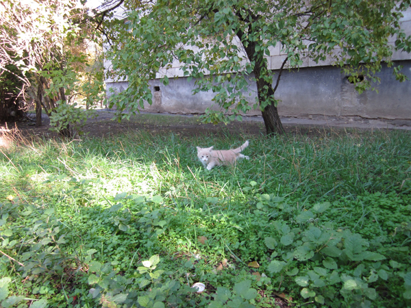 Котовторник 22.11.11