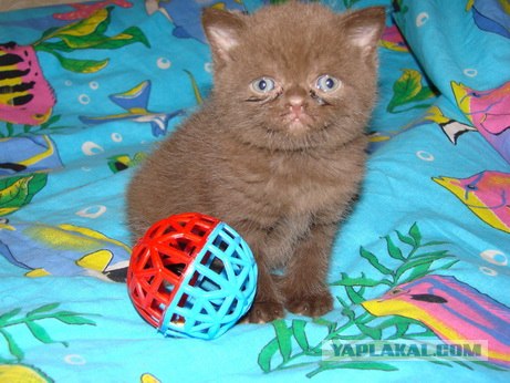 Котовторник 06.12.2011
