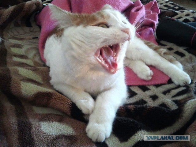 КОТОВТОРНИК (6.03.2012)