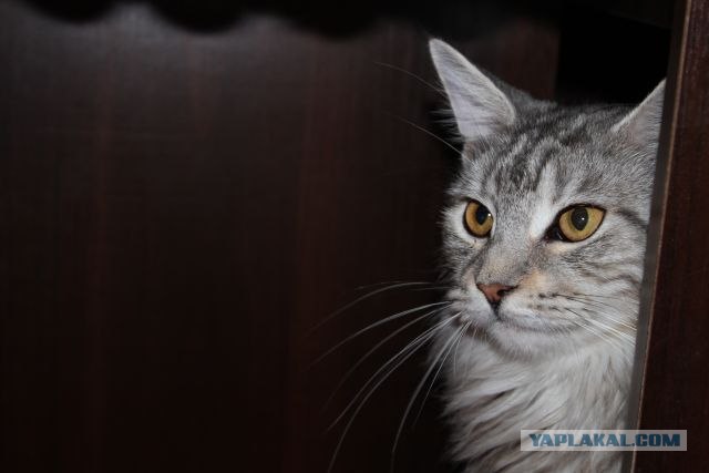 Котовторник  4.09.12