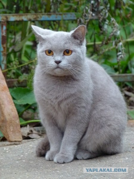 Котовторник ( 23.10. 2012. )