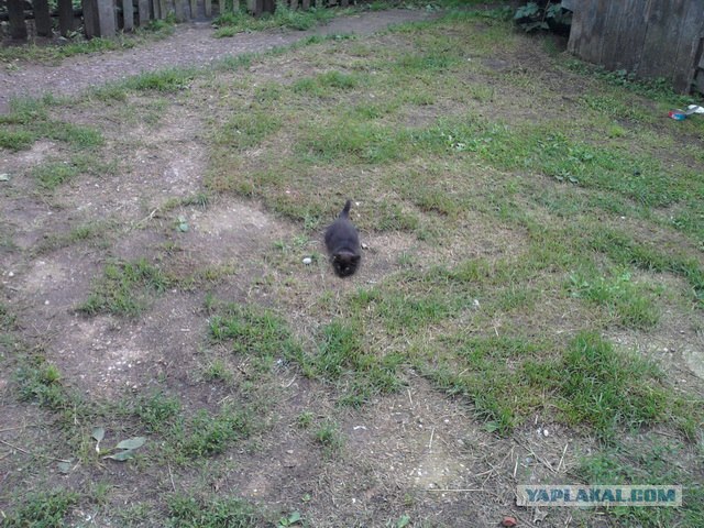 Новогодний Котовторник 01.01.2013