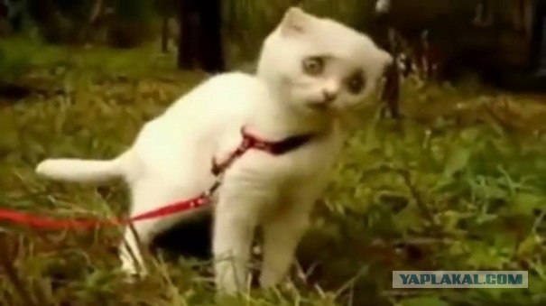 Кот с бровями!