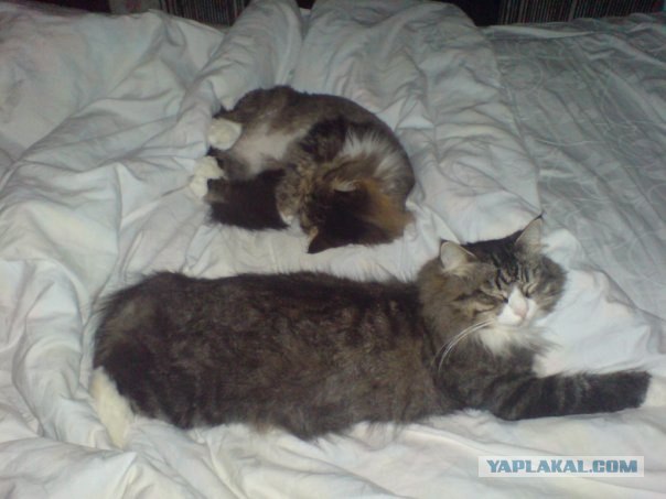 Котовторник 19.02.2013