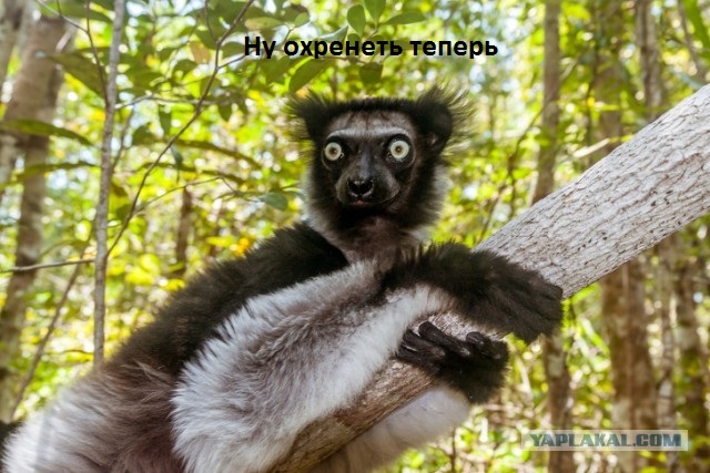 Около 30 животных, которых природа слепила из того, что было