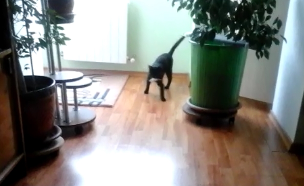 Кот с собачьей прошивкой