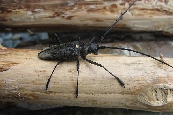 Подборка забавной живности