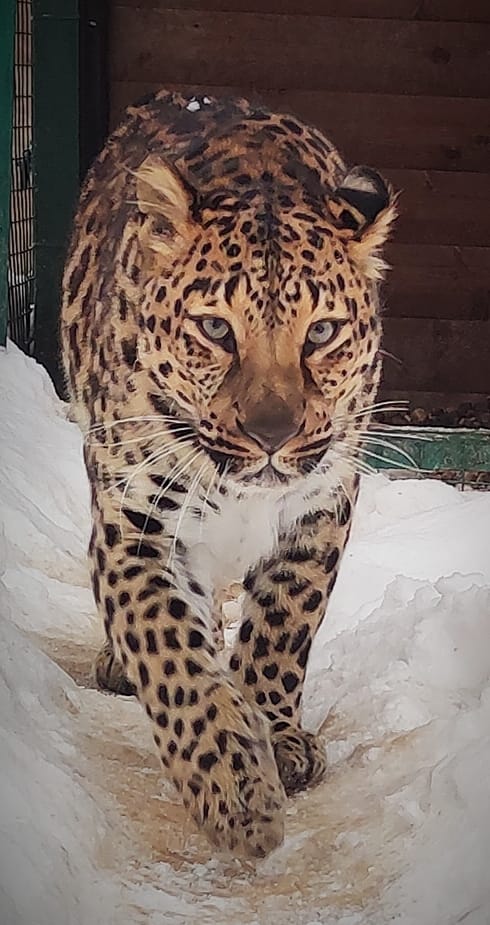 Лина