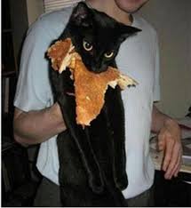 Котики от Нарвского