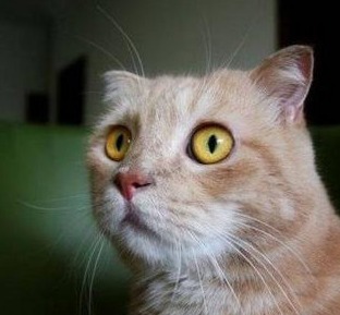 Почему они так много срут?