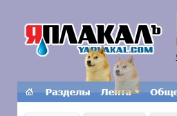 Как поймать собаку