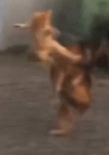 Котодзюцу